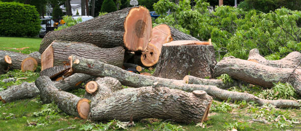 How Our Tree Care Process Works  in  Mount Gilead, OH